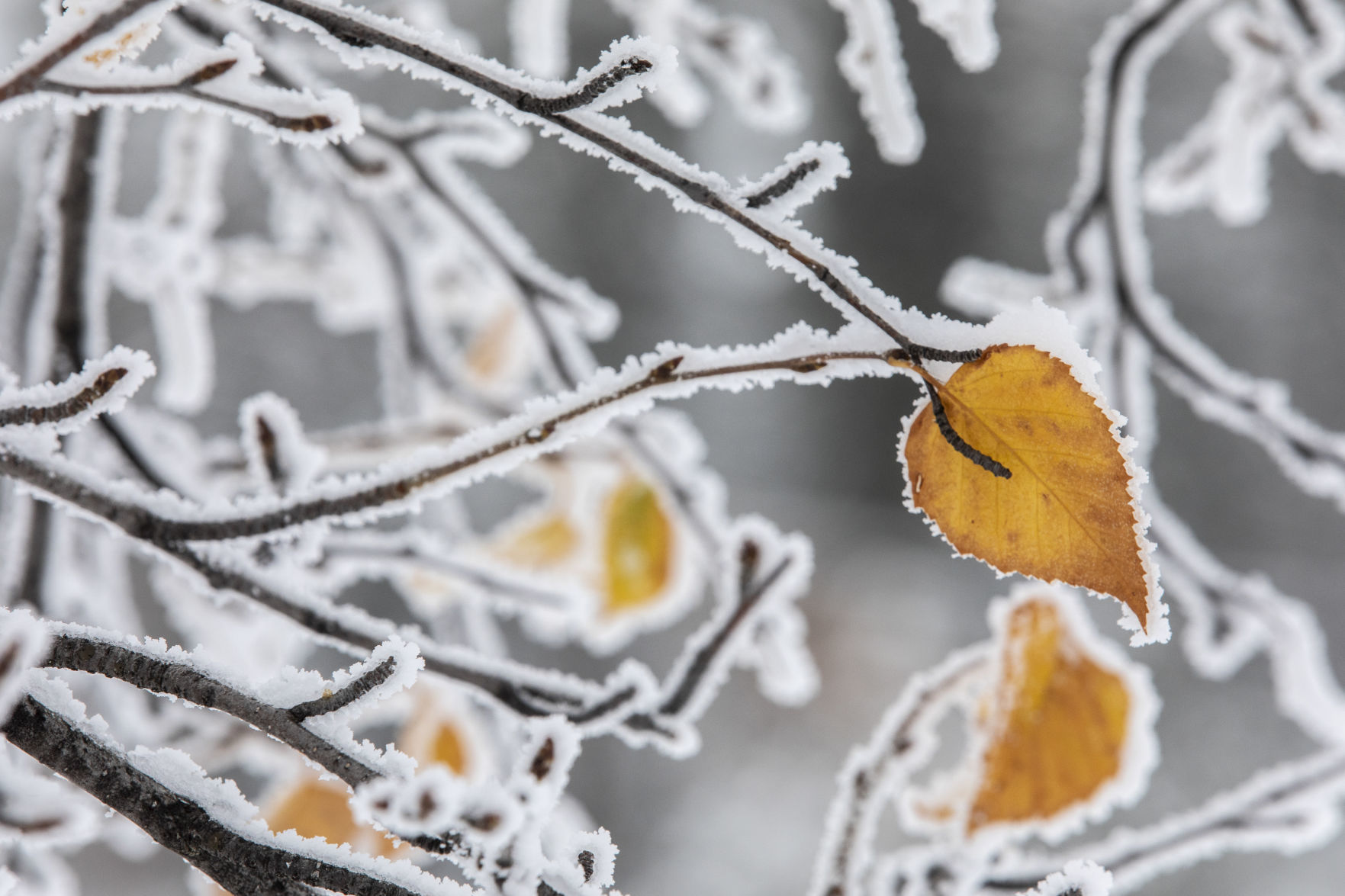 Autumn snow